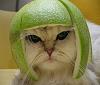 Click image for larger version. 

Name:	catmelonhead..jpg 
Views:	132 
Size:	31.3 KB 
ID:	875